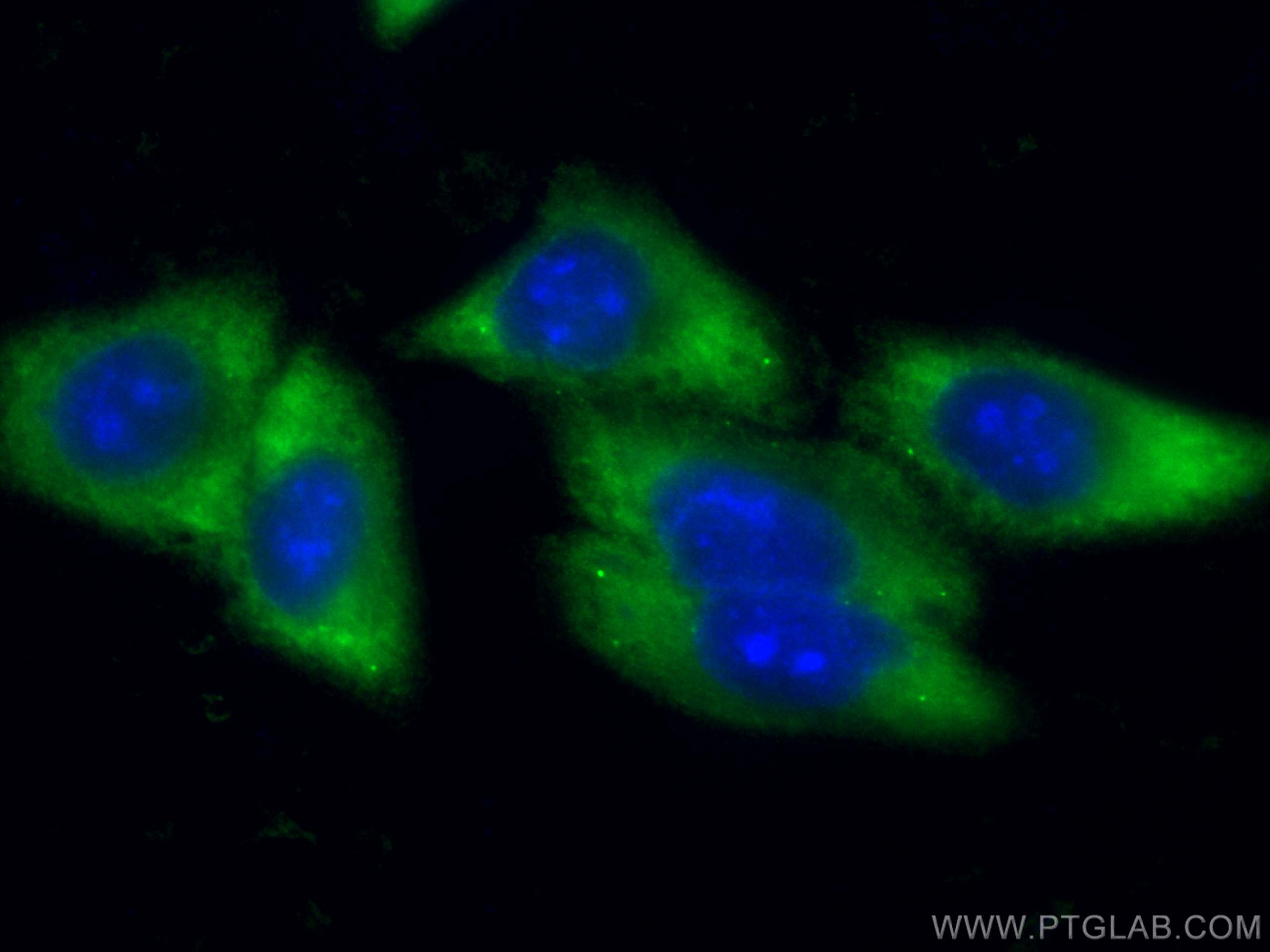 Immunofluorescence (IF) / fluorescent staining of HepG2 cells using CoraLite® Plus 488-conjugated EIF4E Monoclonal ant (CL488-66655)