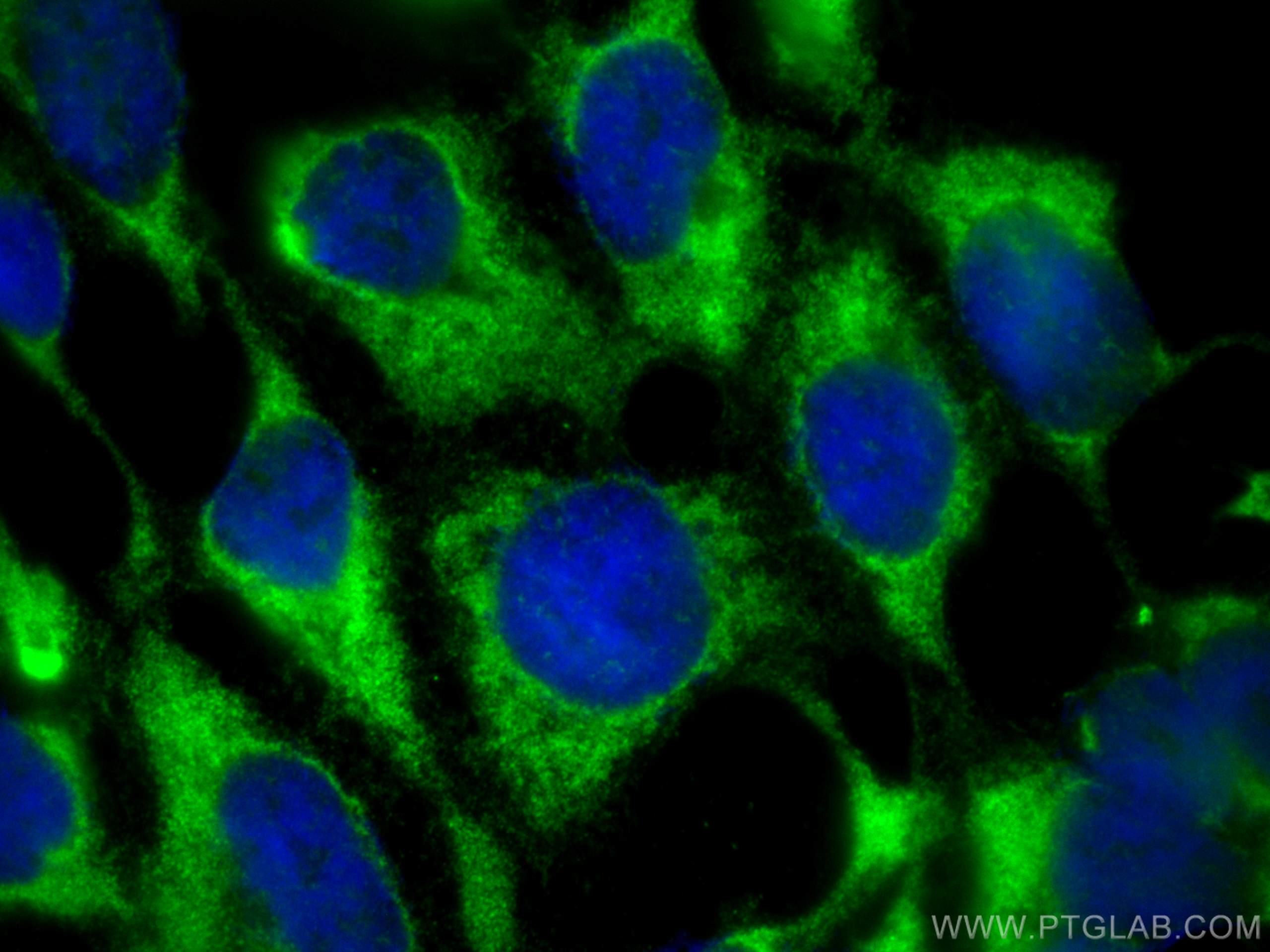 Immunofluorescence (IF) / fluorescent staining of HEK-293 cells using EIF5A Monoclonal antibody (67214-1-Ig)