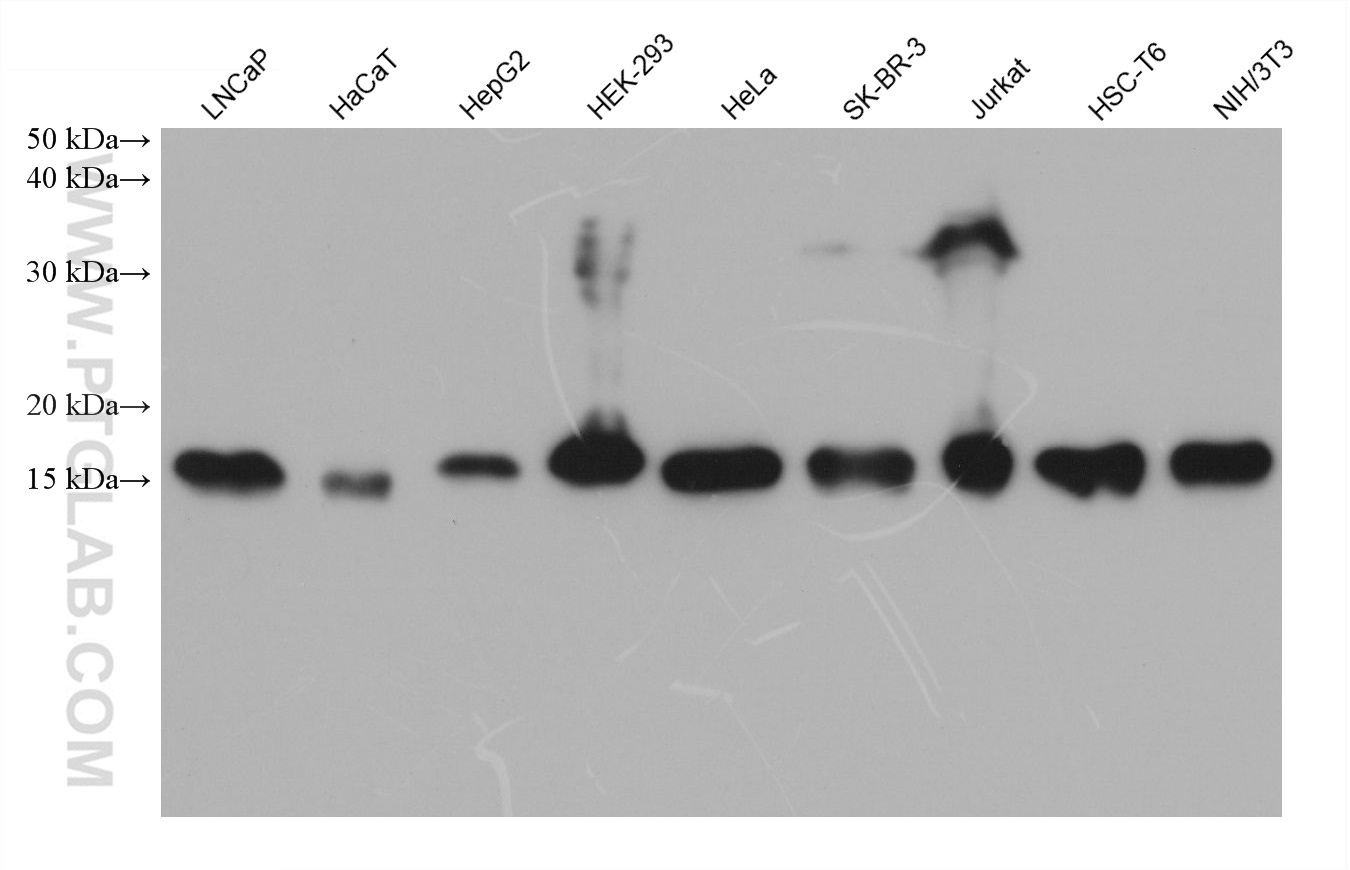 Western Blot (WB) analysis of various lysates using EIF5A Monoclonal antibody (67214-1-Ig)