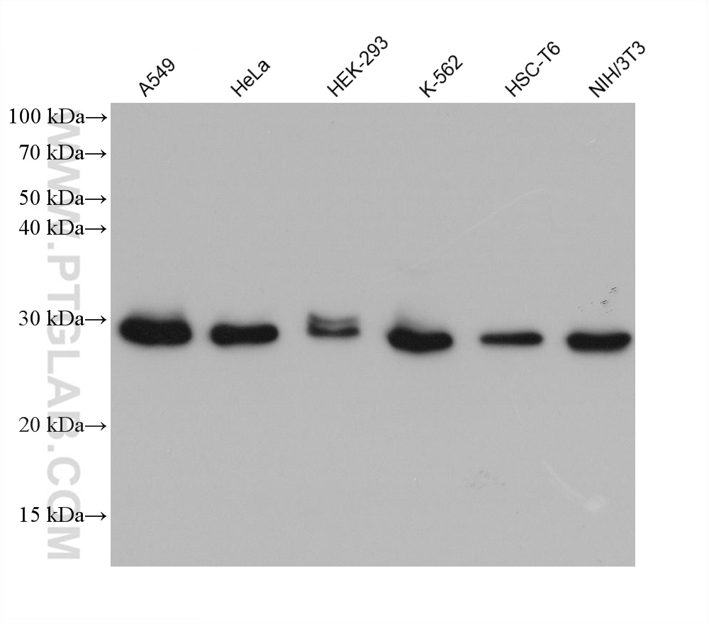 Western Blot (WB) analysis of various lysates using EIF6 Monoclonal antibody (68765-3-Ig)