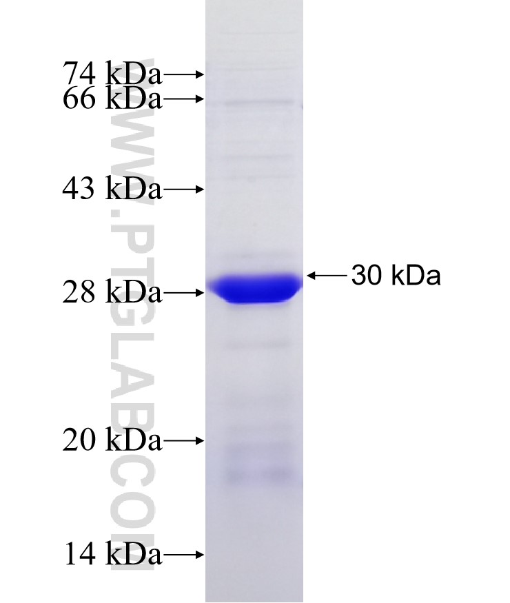EIF6 fusion protein Ag30249 SDS-PAGE