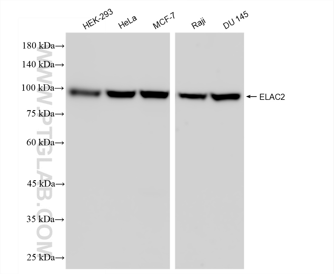 Western Blot (WB) analysis of various lysates using ELAC2 Recombinant antibody (83468-6-RR)