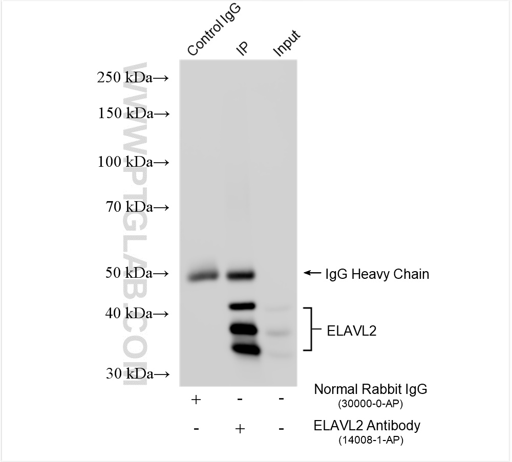 Immunoprecipitation (IP) experiment of mouse cerebellum tissue using ELAVL2 Polyclonal antibody (14008-1-AP)