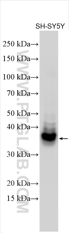 Western Blot (WB) analysis of various lysates using ELAVL2 Polyclonal antibody (14008-1-AP)