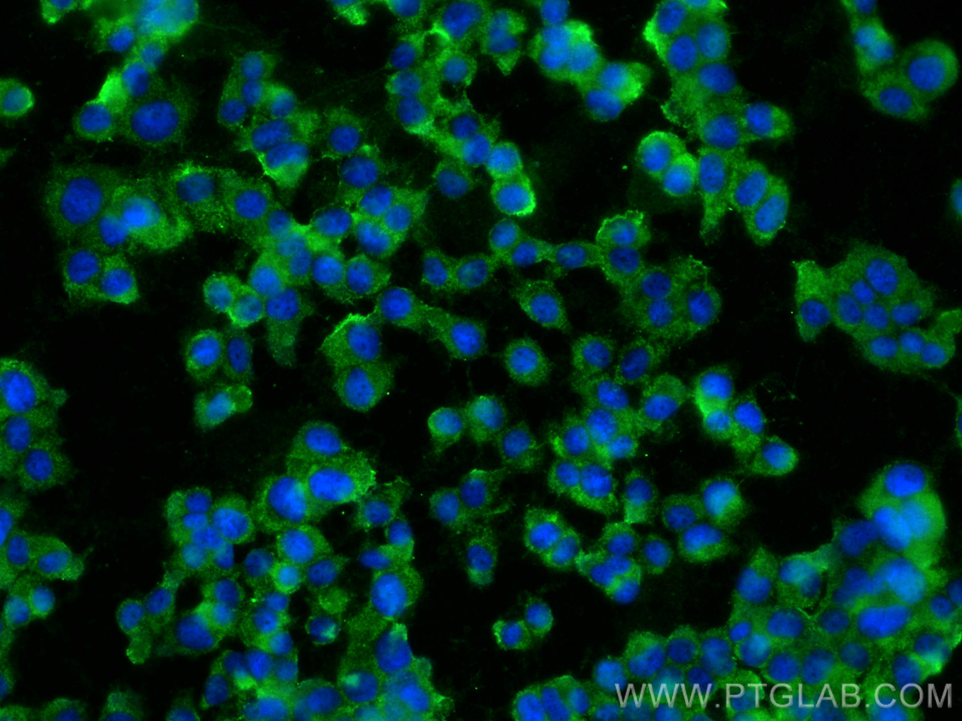 Immunofluorescence (IF) / fluorescent staining of PC-12 cells using HuD-specific Polyclonal antibody (24992-1-AP)