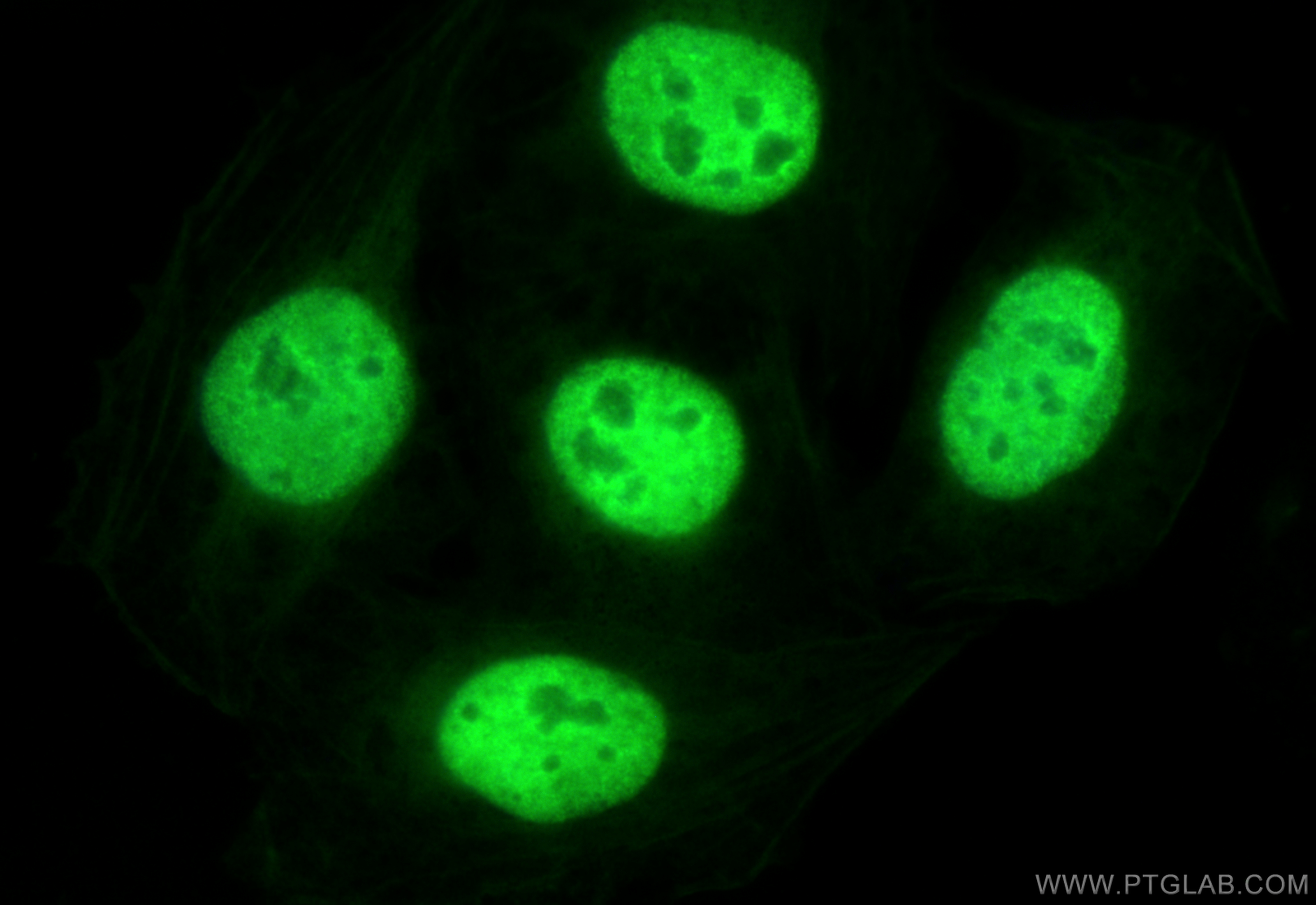 Immunofluorescence (IF) / fluorescent staining of U2OS cells using CoraLite® Plus 488-conjugated ELAVL4 Monoclonal an (CL488-67835)