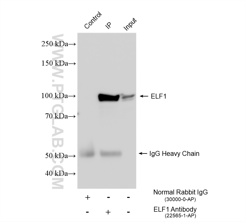 Immunoprecipitation (IP) experiment of THP-1 cells using ELF1 Polyclonal antibody (22565-1-AP)
