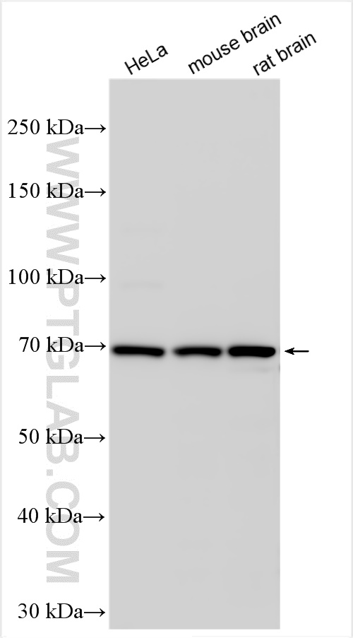 Western Blot (WB) analysis of various lysates using ELL2 Polyclonal antibody (12727-1-AP)