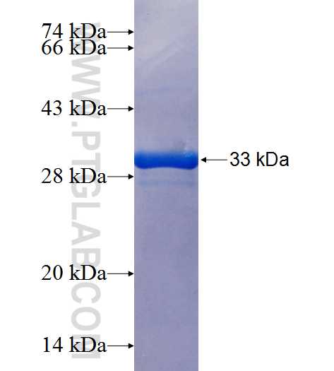 ELMO2 fusion protein Ag25832 SDS-PAGE