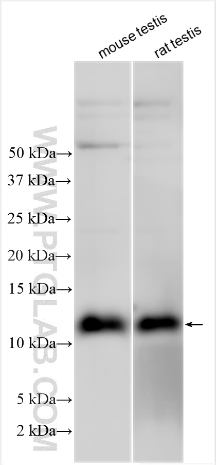 Western Blot (WB) analysis of various lysates using ELOF1 Polyclonal antibody (21070-1-AP)