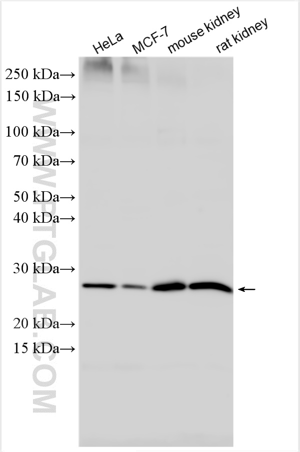 Western Blot (WB) analysis of various lysates using ELOVL5 Polyclonal antibody (26599-1-AP)