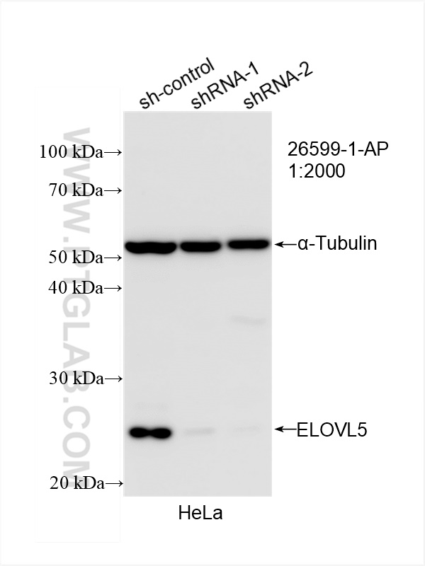 Western Blot (WB) analysis of HeLa cells using ELOVL5 Polyclonal antibody (26599-1-AP)