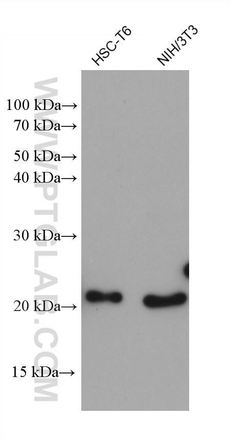 Western Blot (WB) analysis of various lysates using EMC7/C15orf24 Monoclonal antibody (68722-2-Ig)