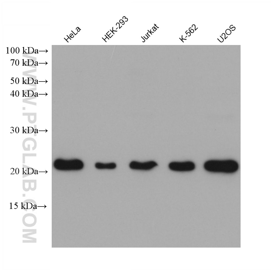 Western Blot (WB) analysis of various lysates using EMC7/C15orf24 Monoclonal antibody (68722-2-Ig)