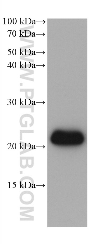 Western Blot (WB) analysis of various lysates using EMC7/C15orf24  (Human Specific)  Monoclonal antibo (68722-1-Ig)