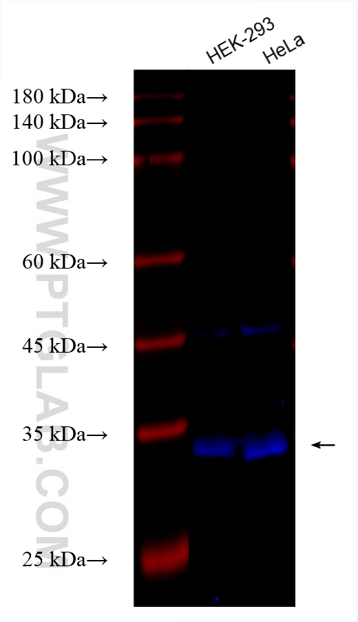 Western Blot (WB) analysis of various lysates using CoraLite® Plus 750-conjugated Emerin Recombinant a (CL750-82888-3)