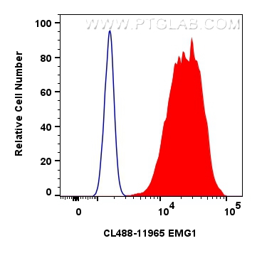 Flow cytometry (FC) experiment of HeLa cells using CoraLite® Plus 488-conjugated EMG1 Polyclonal anti (CL488-11965)