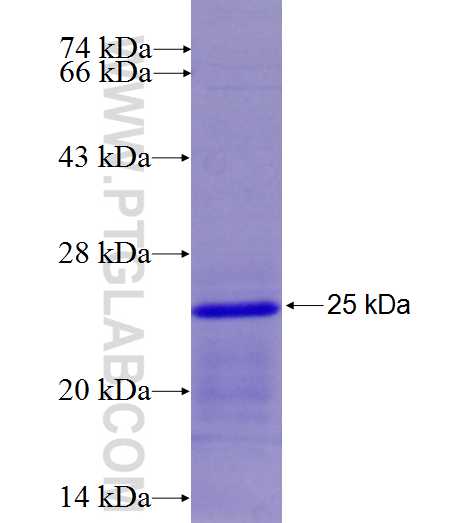 EMID1 fusion protein Ag26916 SDS-PAGE