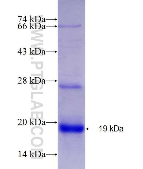 EMP2 fusion protein Ag27330 SDS-PAGE