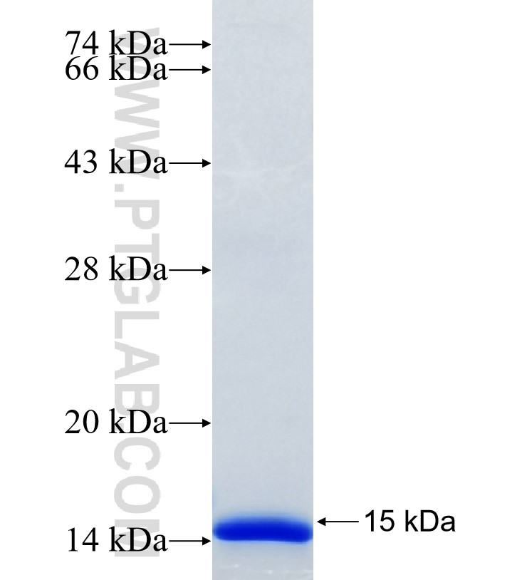 EMR1 fusion protein Ag35368 SDS-PAGE