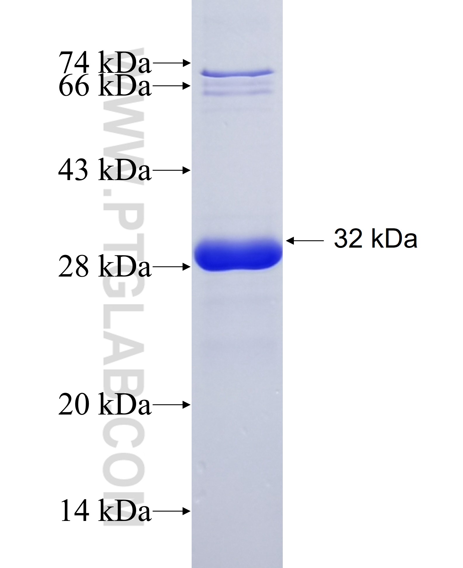 EN2 fusion protein Ag21909 SDS-PAGE