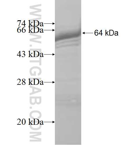 ENC1 fusion protein Ag6510 SDS-PAGE