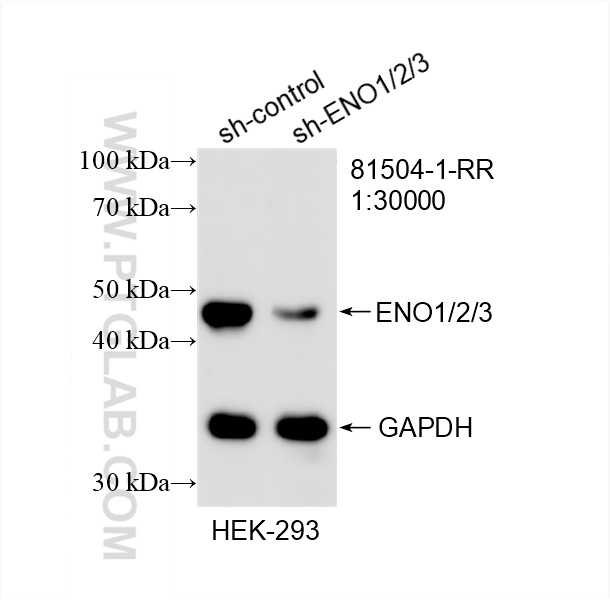 Western Blot (WB) analysis of HEK-293 cells using ENO1/2/3 Recombinant antibody (81504-1-RR)