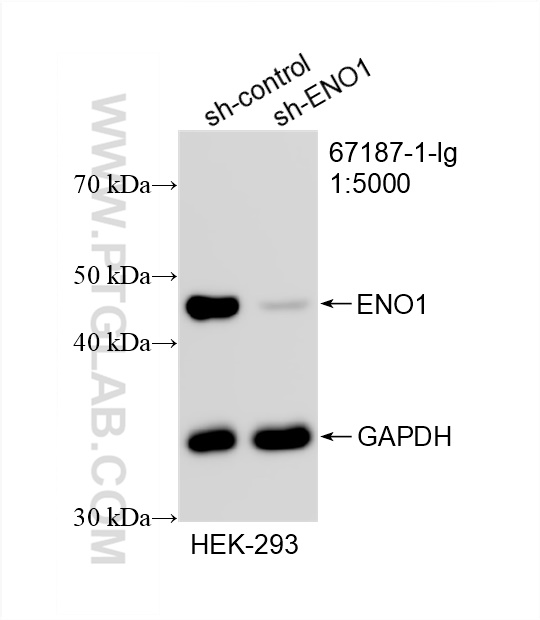 Western Blot (WB) analysis of HEK-293 cells using ENO1 Monoclonal antibody (67187-1-Ig)