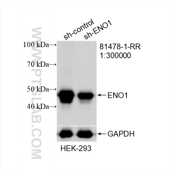 Western Blot (WB) analysis of HEK-293 cells using ENO1 Recombinant antibody (81478-1-RR)