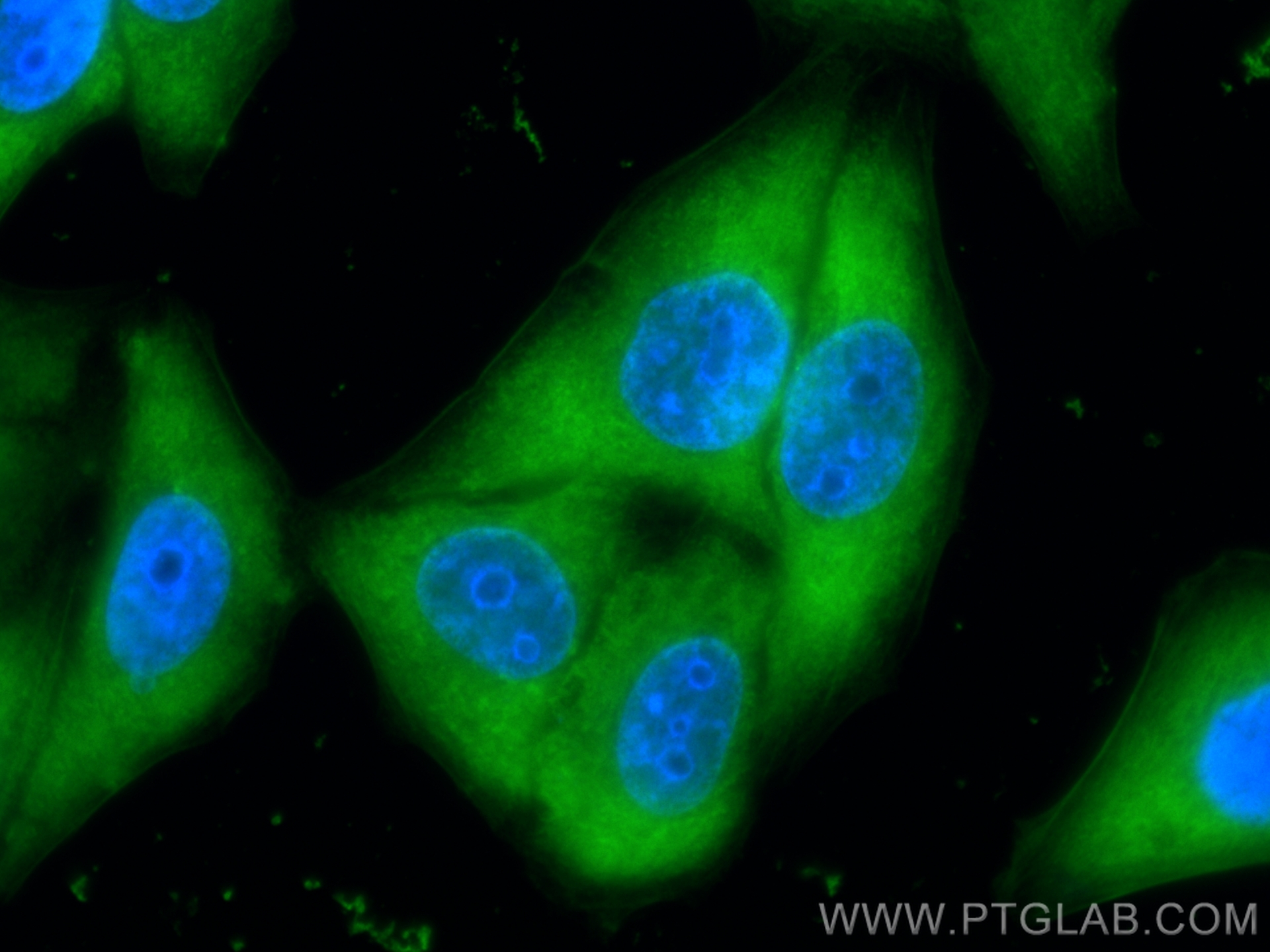 Immunofluorescence (IF) / fluorescent staining of HepG2 cells using CoraLite® Plus 488-conjugated ENO1 Recombinant ant (CL488-81478)