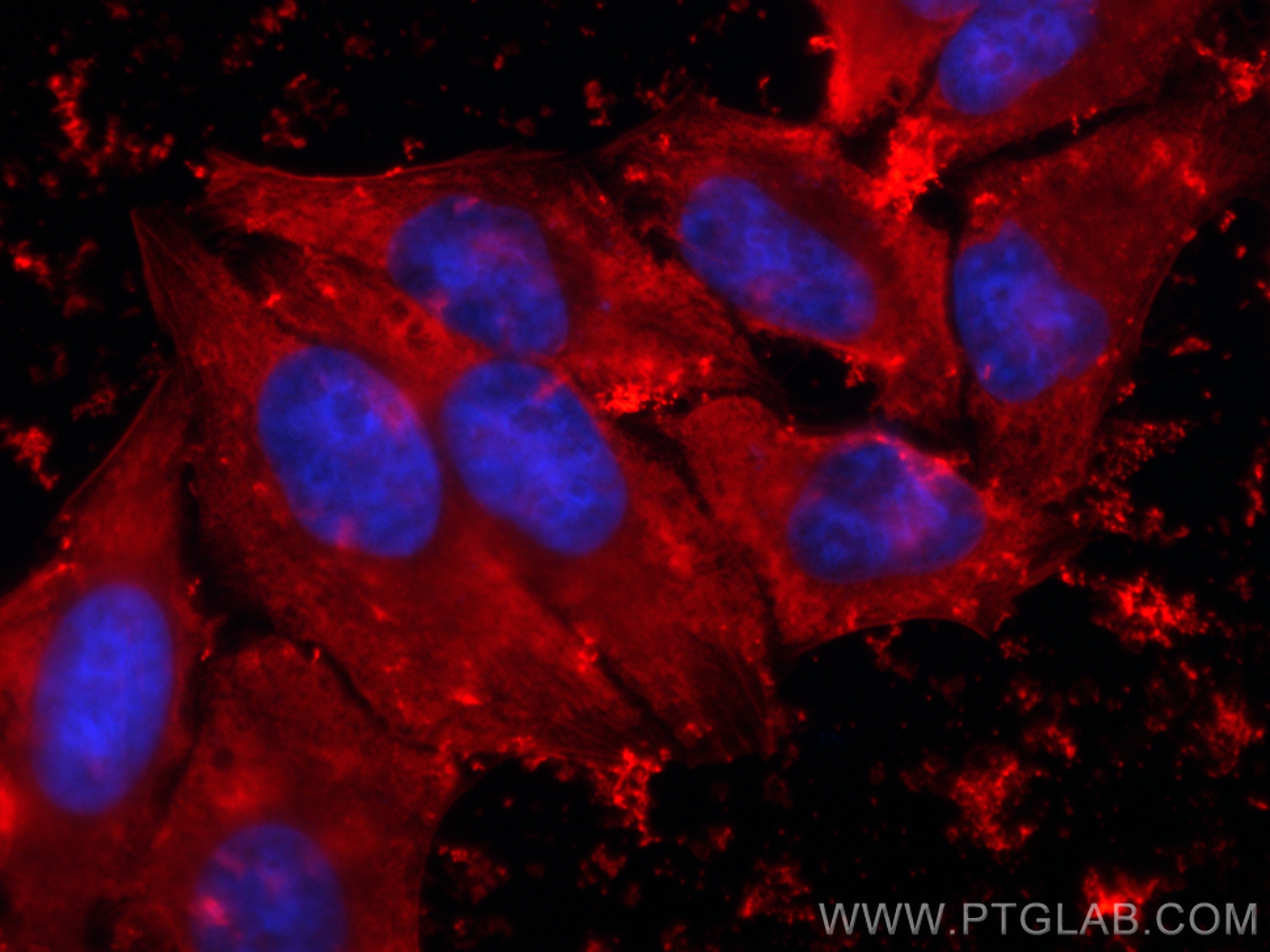 Immunofluorescence (IF) / fluorescent staining of HepG2 cells using CoraLite®594-conjugated ENO1 Recombinant antibody (CL594-81478)