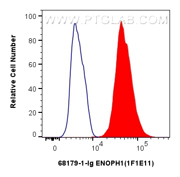 Flow cytometry (FC) experiment of HepG2 cells using ENOPH1 Monoclonal antibody (68179-1-Ig)