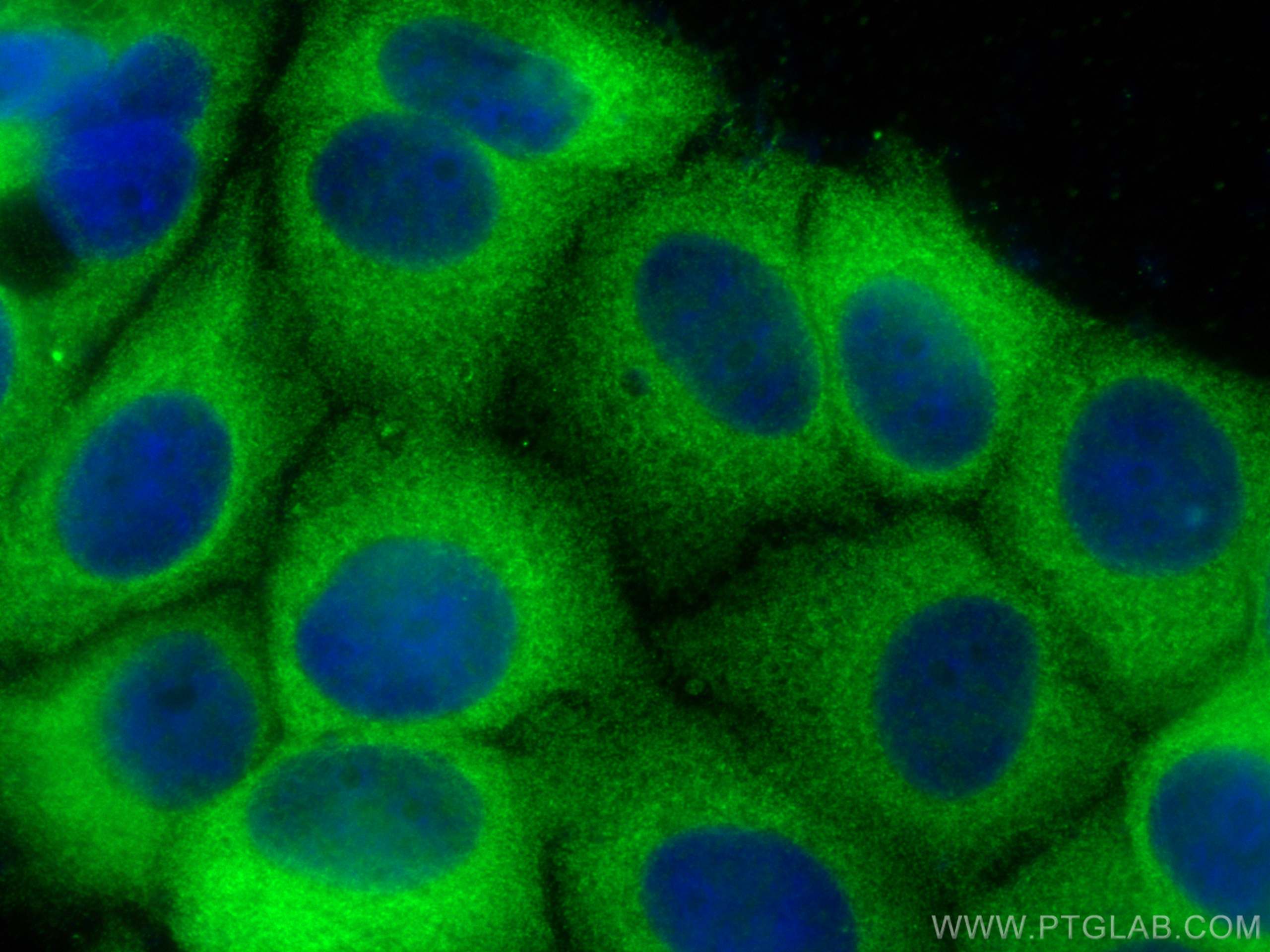 Immunofluorescence (IF) / fluorescent staining of MCF-7 cells using ENOX2 Polyclonal antibody (10423-1-AP)