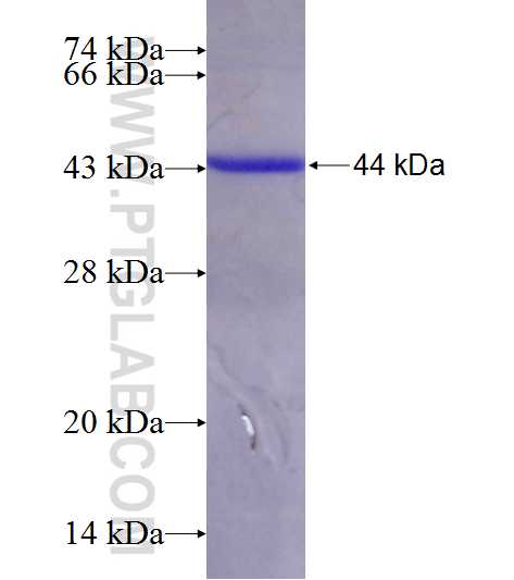 ENOX2 fusion protein Ag22822 SDS-PAGE