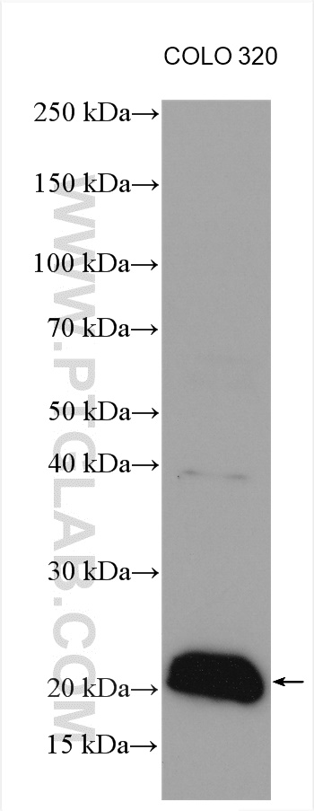 Western Blot (WB) analysis of various lysates using ENSA Polyclonal antibody (14518-1-AP)