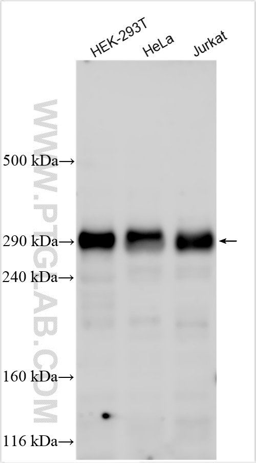 Western Blot (WB) analysis of various lysates using p300 Polyclonal antibody (20695-1-AP)