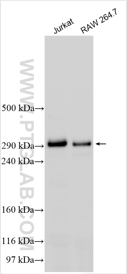 Western Blot (WB) analysis of various lysates using p300 Polyclonal antibody (20695-1-AP)