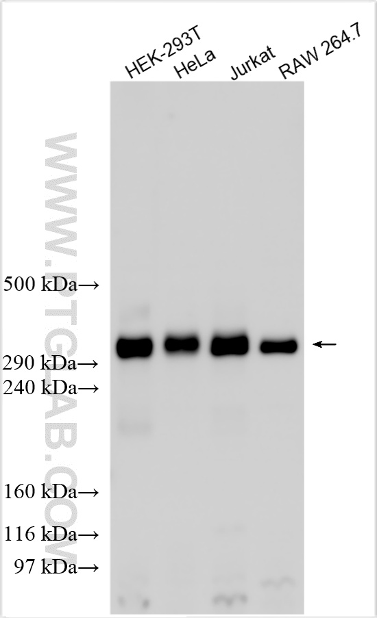 Western Blot (WB) analysis of various lysates using p300 Polyclonal antibody (20695-1-AP)
