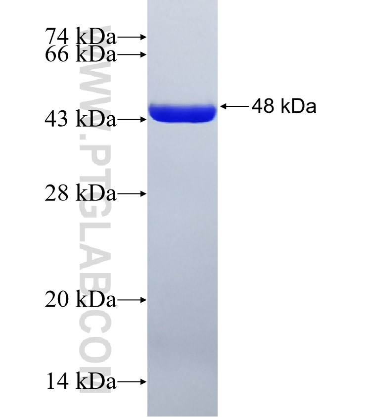 EP300 fusion protein Ag26765 SDS-PAGE