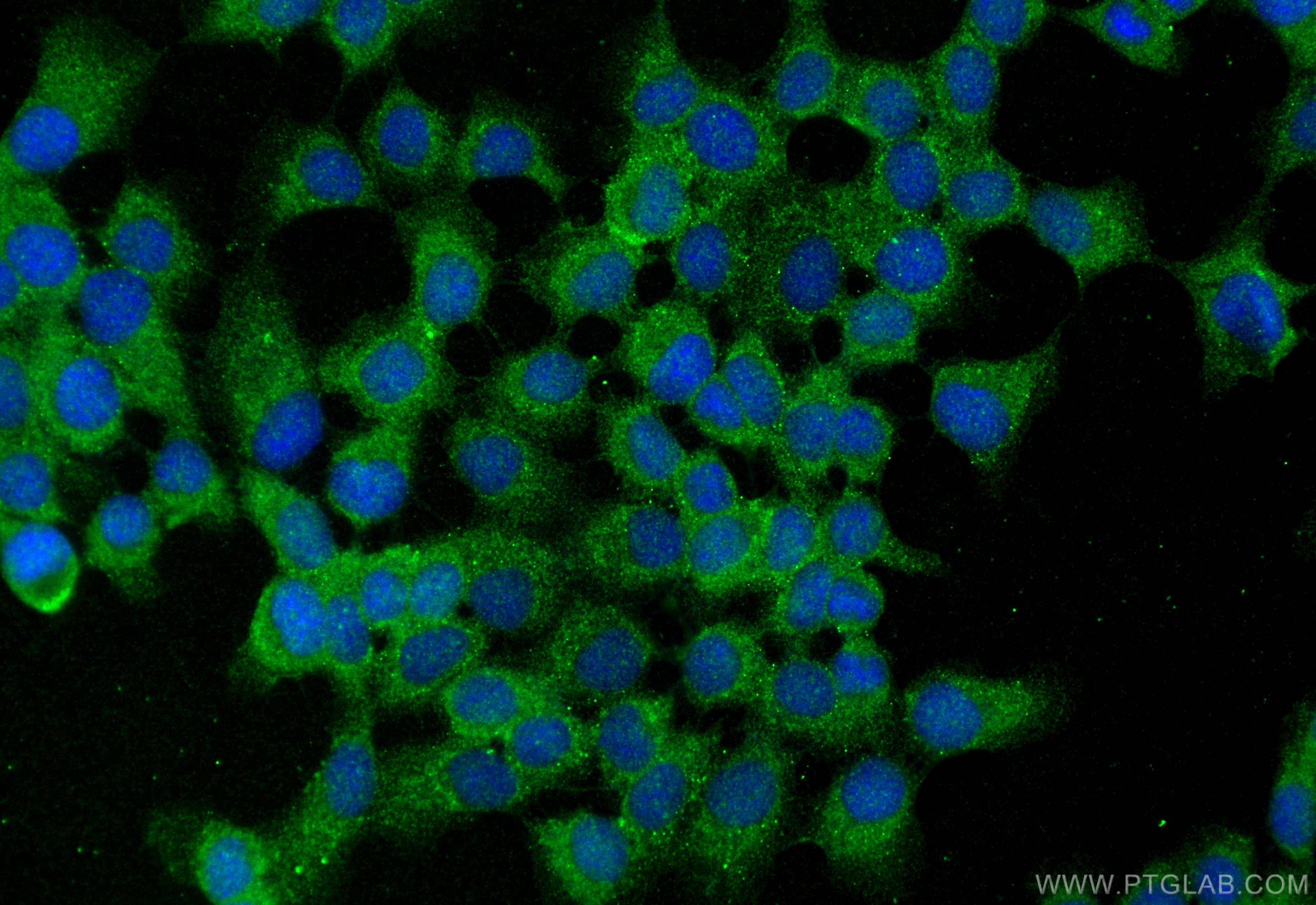 Immunofluorescence (IF) / fluorescent staining of A431 cells using EPB41L2 Polyclonal antibody (15437-1-AP)