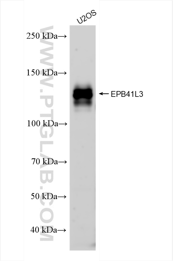 Western Blot (WB) analysis of U2OS cells using EPB41L3 Recombinant antibody (83275-2-RR)