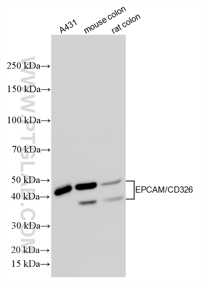 Western Blot (WB) analysis of various lysates using EPCAM/CD326 Polyclonal antibody (21050-1-AP)