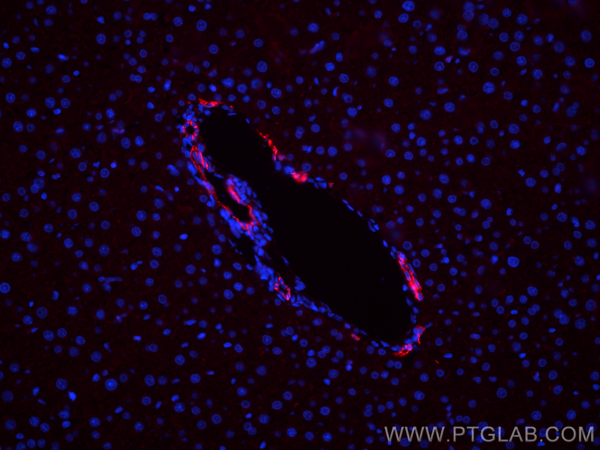 Immunofluorescence (IF) / fluorescent staining of rat liver tissue using EPCAM/CD326 Polyclonal antibody (32189-1-AP)