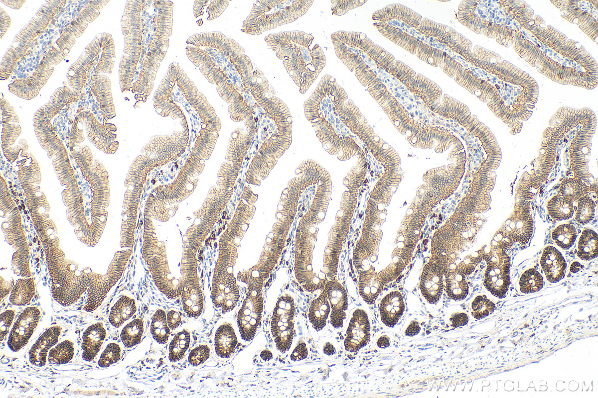 Immunohistochemistry (IHC) staining of rat small intestine tissue using EPCAM/CD326 Polyclonal antibody (32189-1-AP)