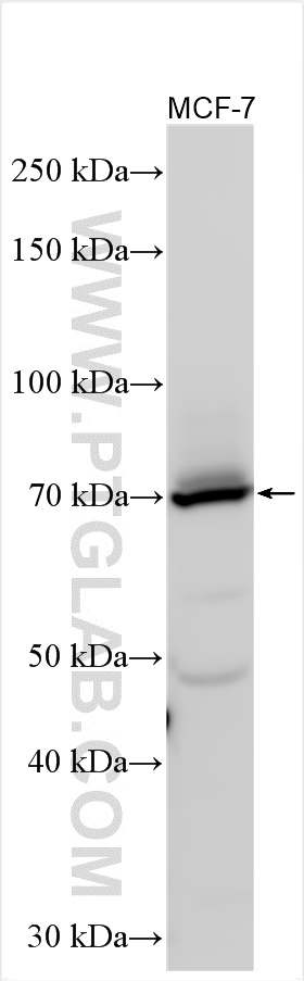 Western Blot (WB) analysis of various lysates using EPN3 Polyclonal antibody (20178-1-AP)