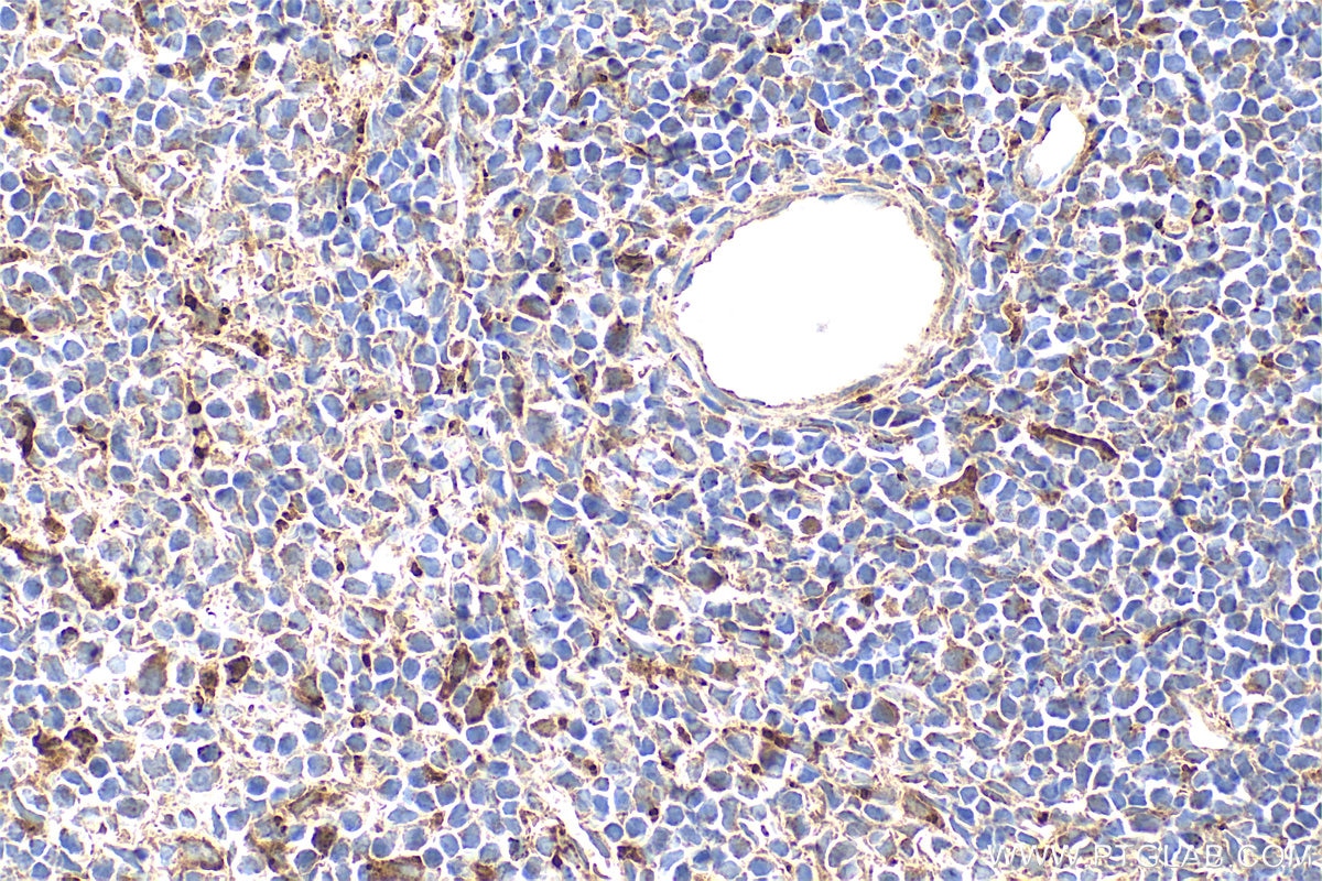 Immunohistochemistry (IHC) staining of mouse spleen tissue using EPO/Erythropoietin Polyclonal antibody (17908-1-AP)