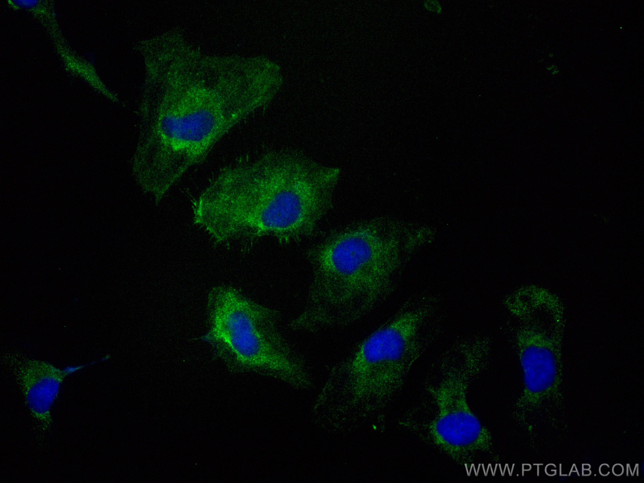 Immunofluorescence (IF) / fluorescent staining of HeLa cells using CoraLite® Plus 488-conjugated EPO Monoclonal antib (CL488-66975)