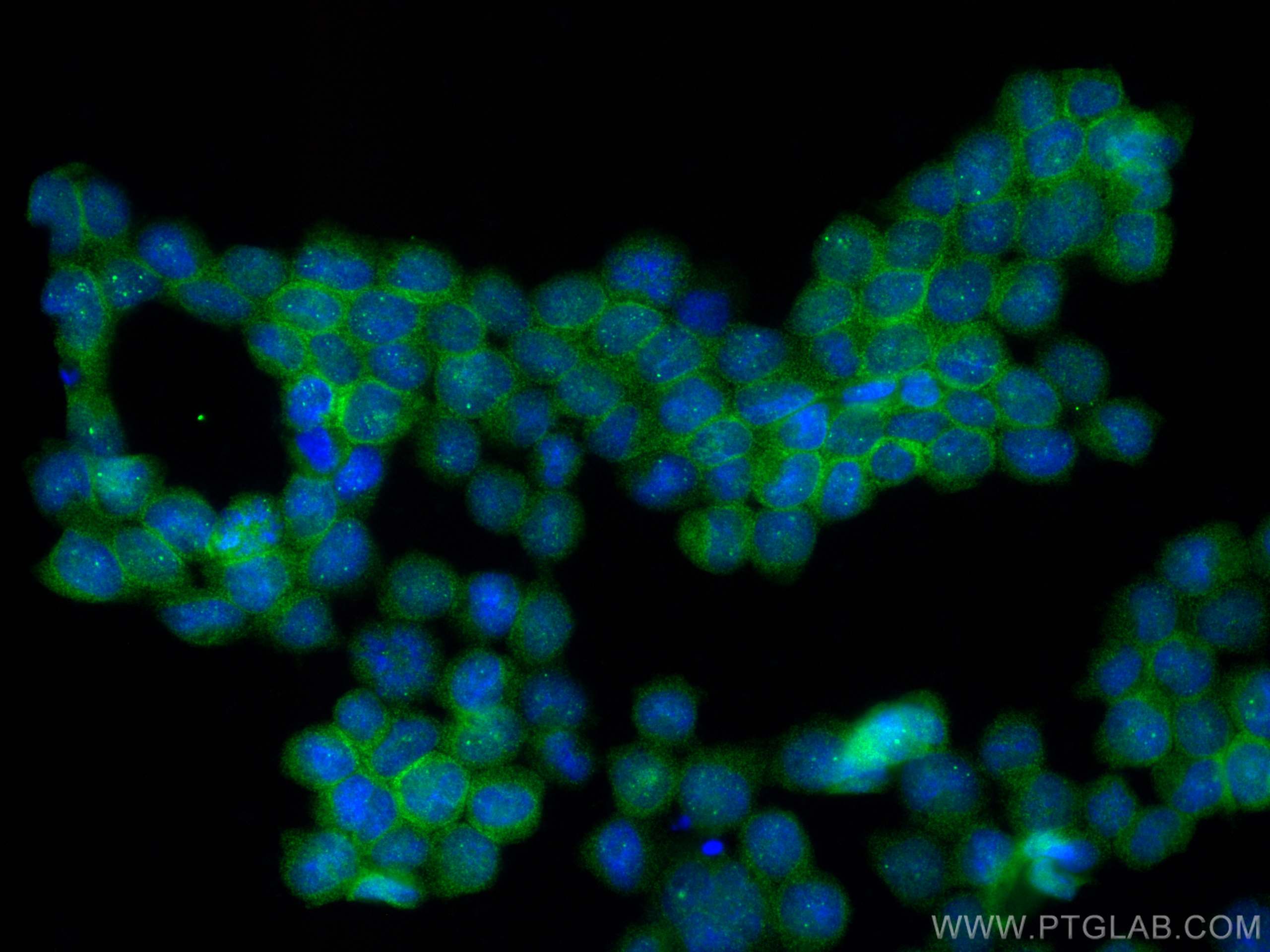 Immunofluorescence (IF) / fluorescent staining of TF-1 cells using EPOR Recombinant antibody (83056-4-RR)