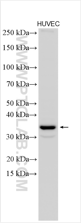 Western Blot (WB) analysis of various lysates using EPSTI1 Polyclonal antibody (11627-1-AP)