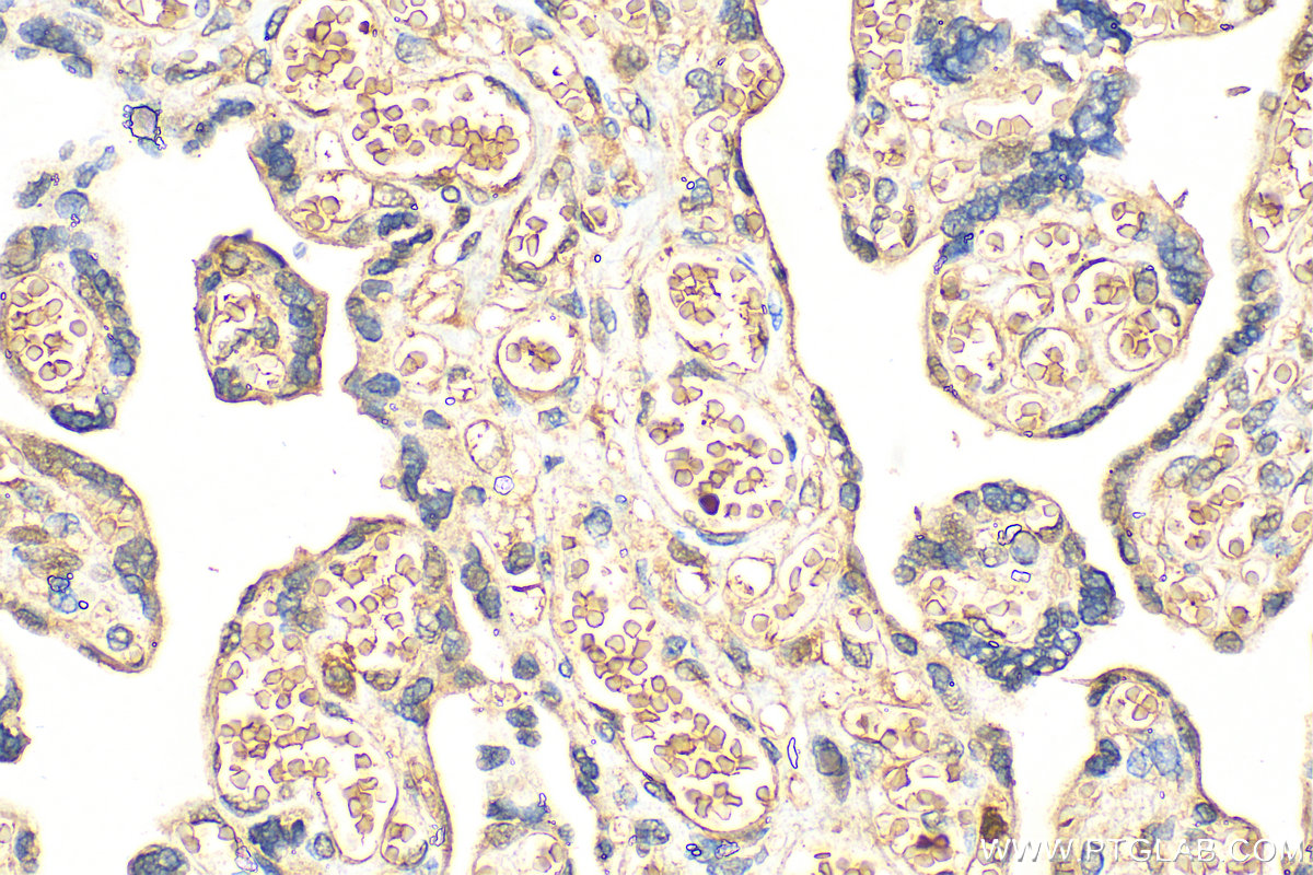 Immunohistochemistry (IHC) staining of human placenta tissue using AHSP Polyclonal antibody (13643-1-AP)